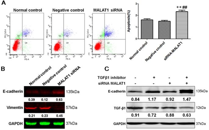 J Cancer Image