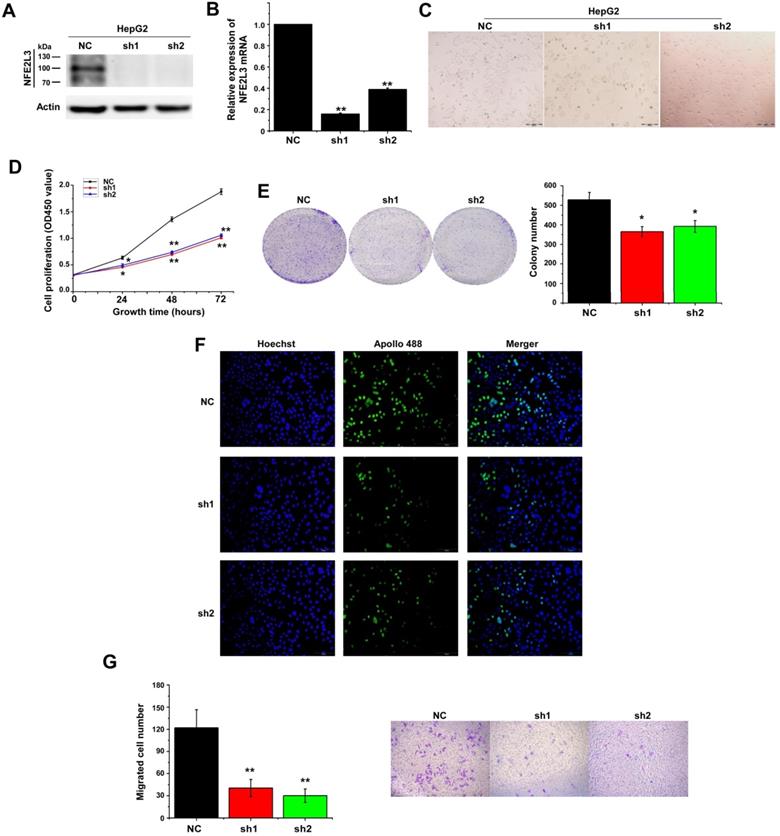 J Cancer Image