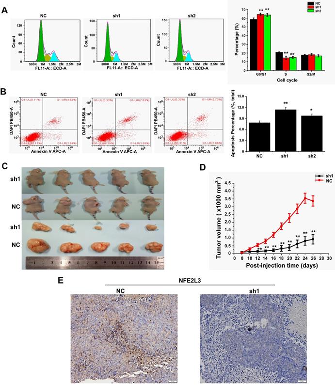 J Cancer Image