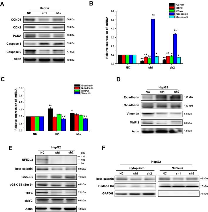 J Cancer Image