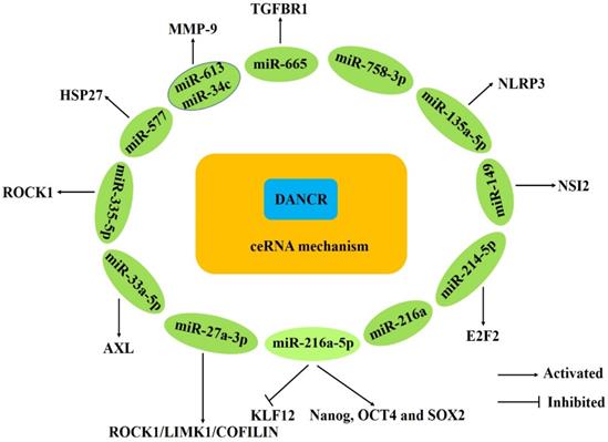 J Cancer Image