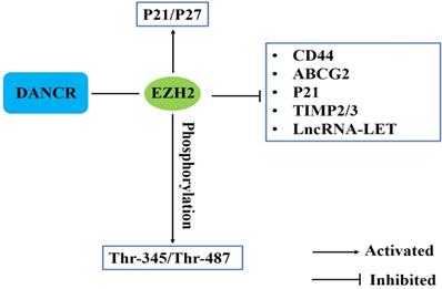 J Cancer Image