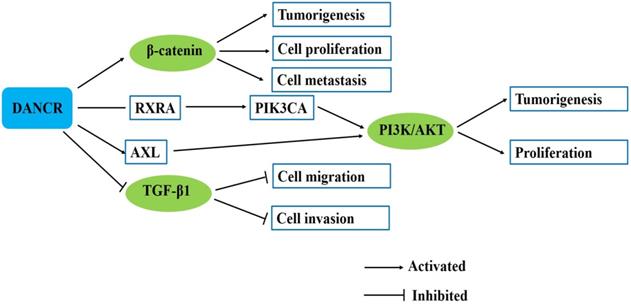 J Cancer Image