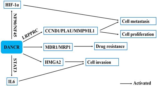 J Cancer Image