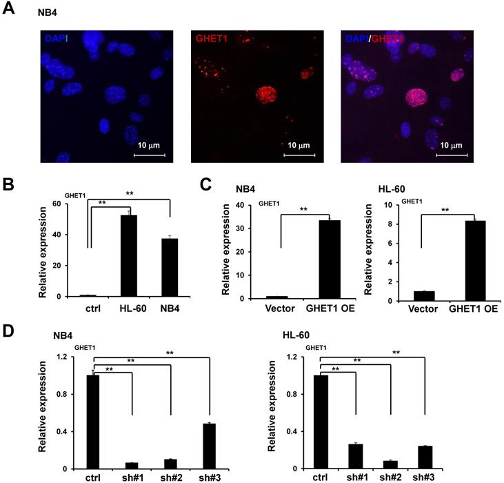 J Cancer Image