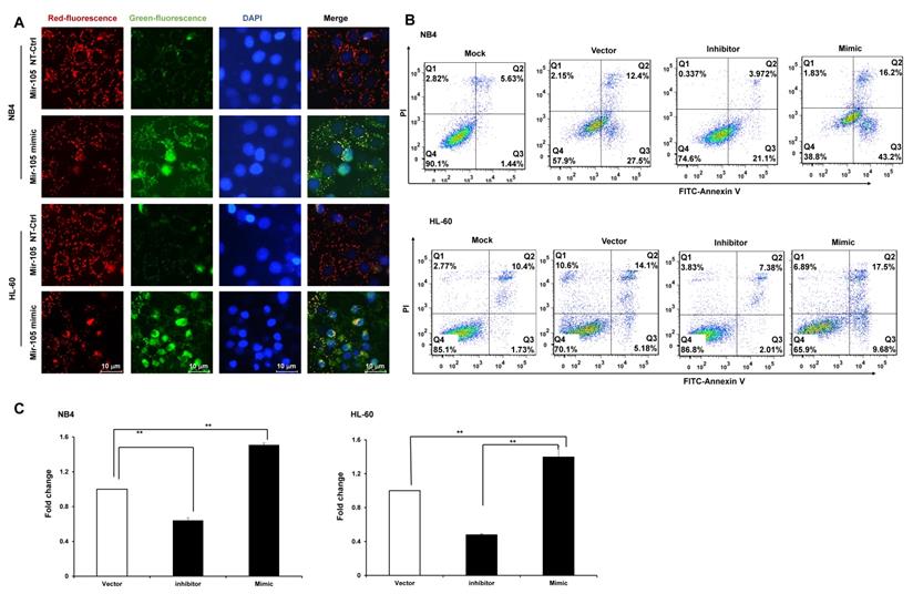 J Cancer Image