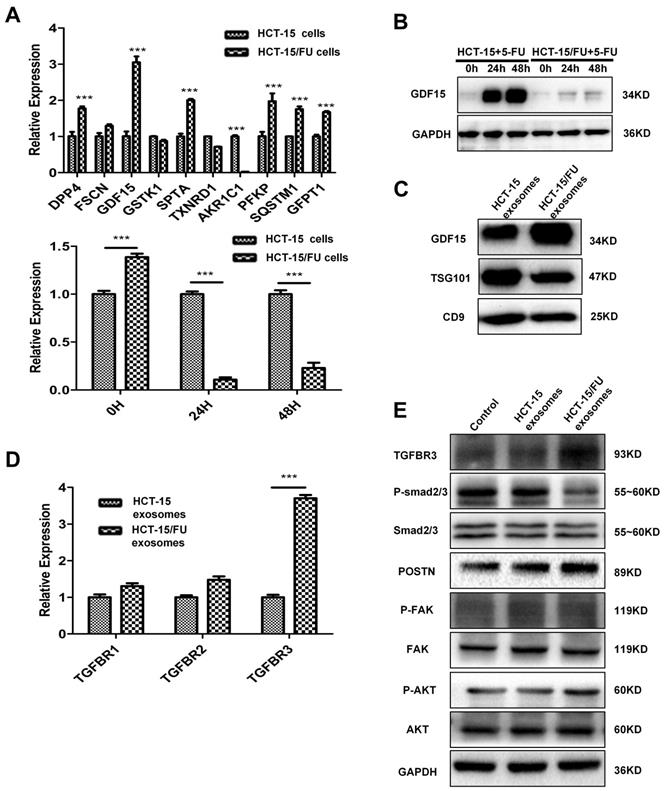 J Cancer Image