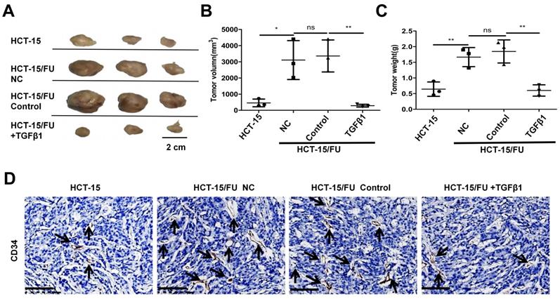 J Cancer Image