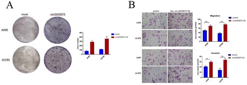 J Cancer Image