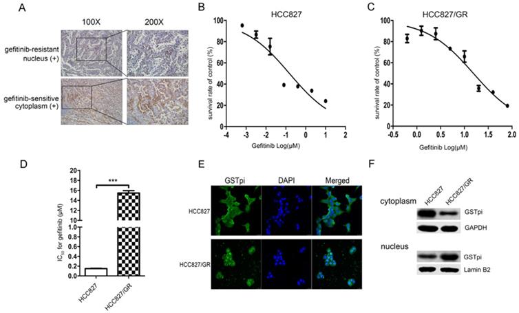 J Cancer Image