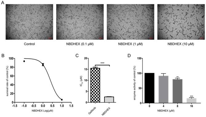 J Cancer Image