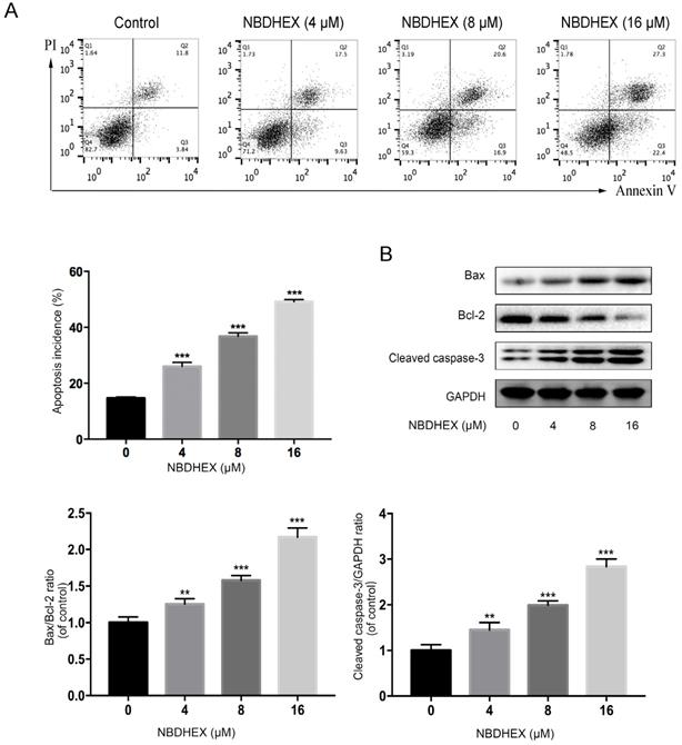 J Cancer Image