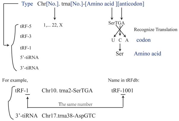 J Cancer Image