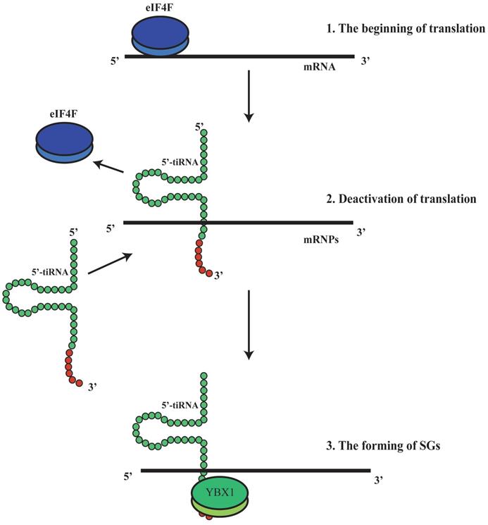 J Cancer Image