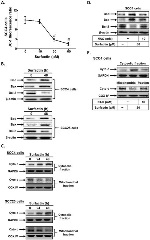 J Cancer Image