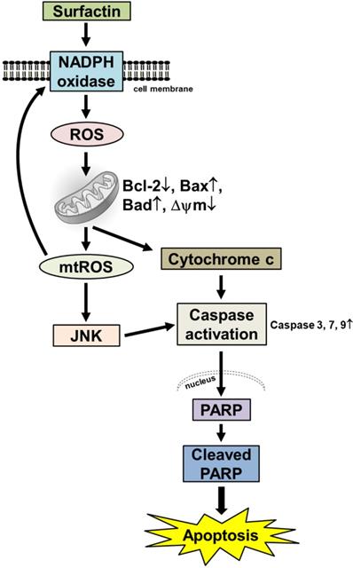 J Cancer Image