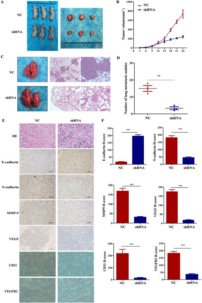 J Cancer Image