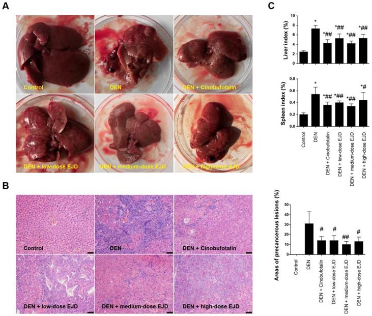 J Cancer Image