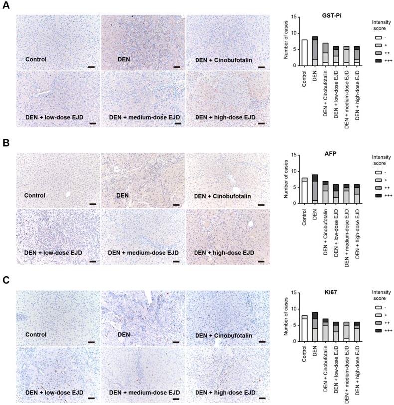 J Cancer Image