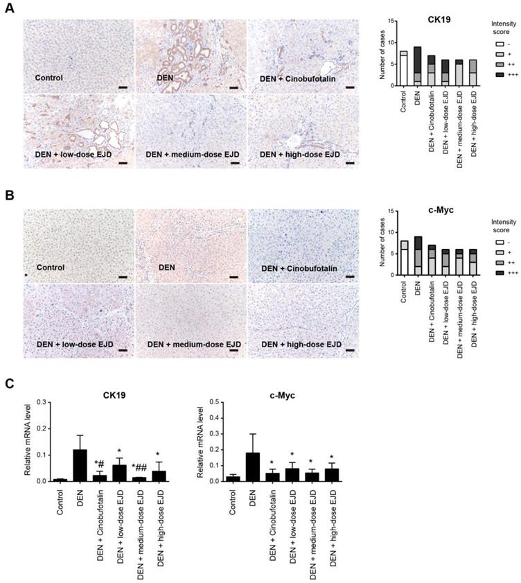 J Cancer Image