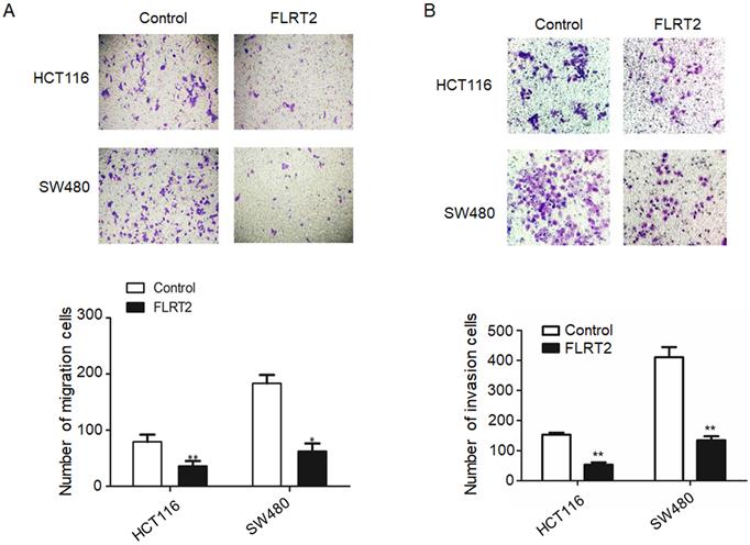 J Cancer Image