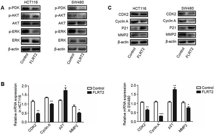 J Cancer Image