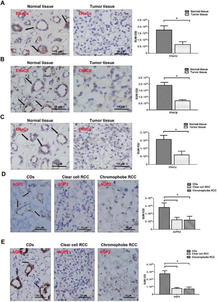 J Cancer Image