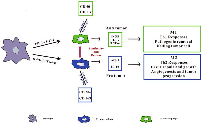 J Cancer Image