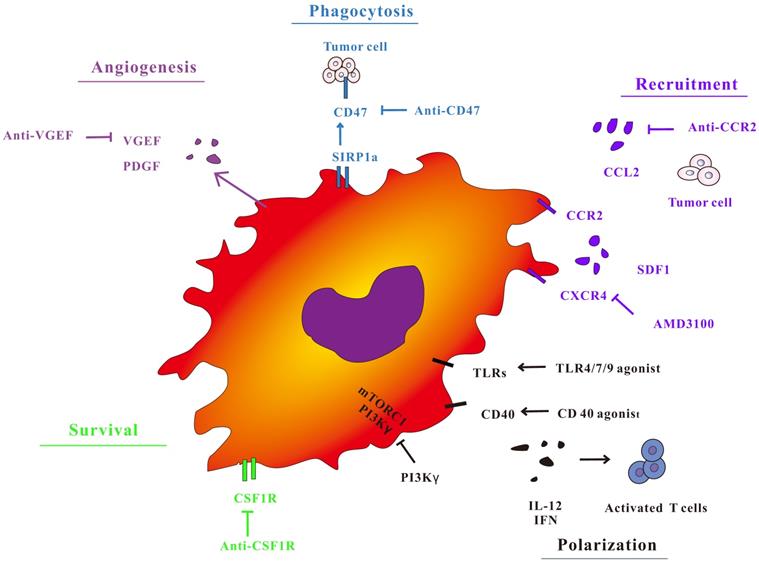 J Cancer Image