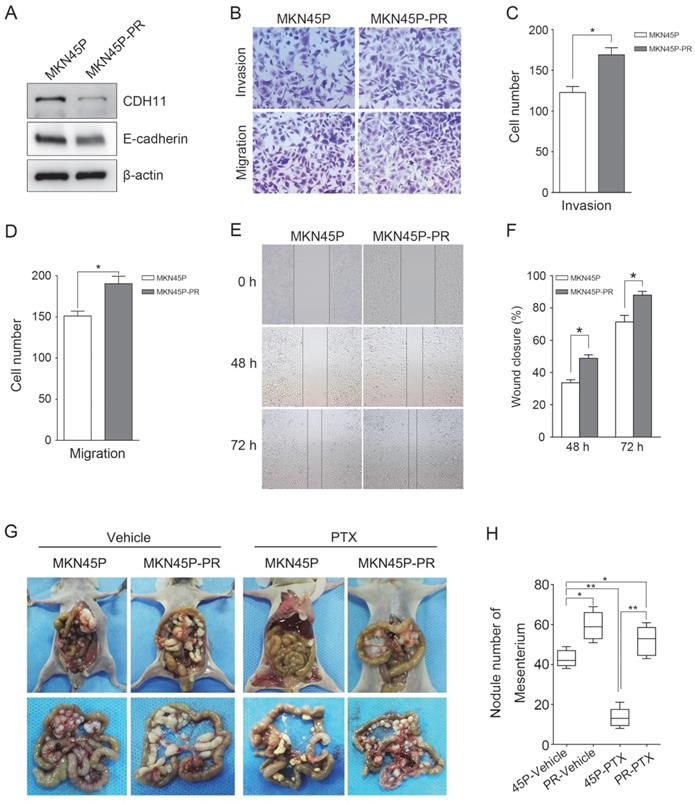 J Cancer Image