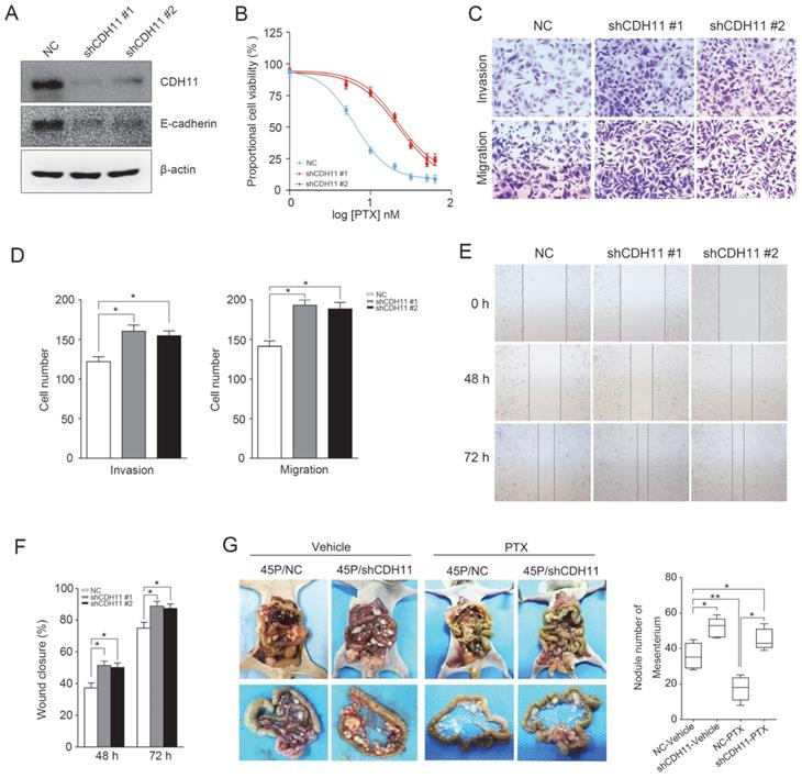 J Cancer Image