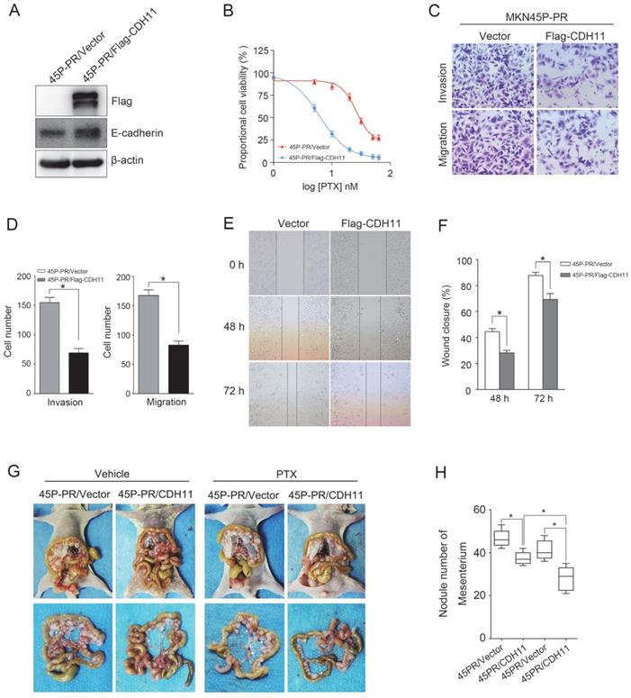 J Cancer Image