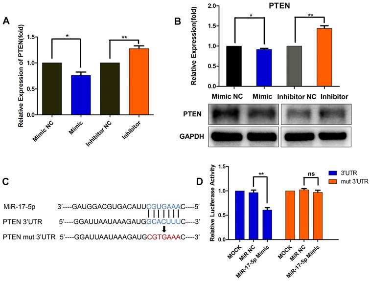 J Cancer Image