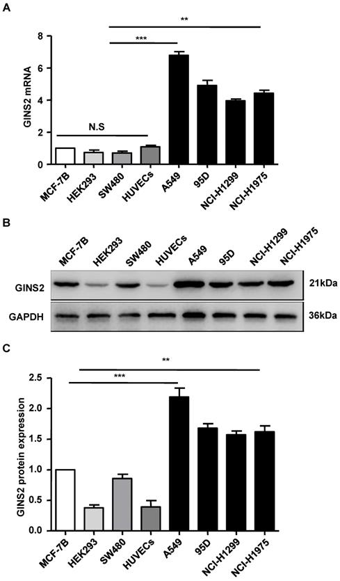 J Cancer Image