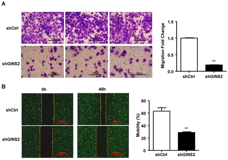 J Cancer Image