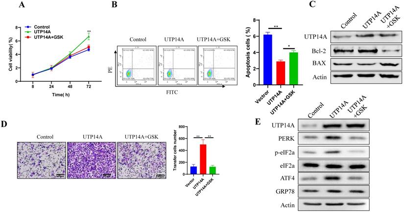 J Cancer Image