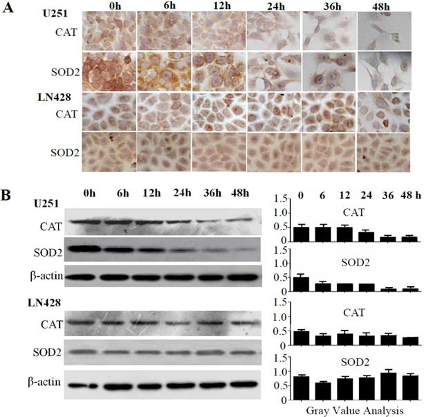 J Cancer Image