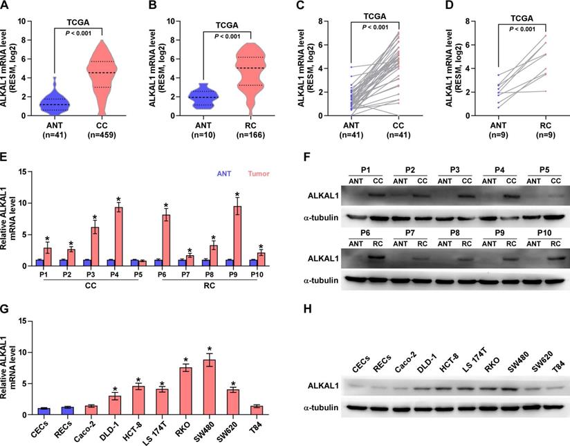 J Cancer Image