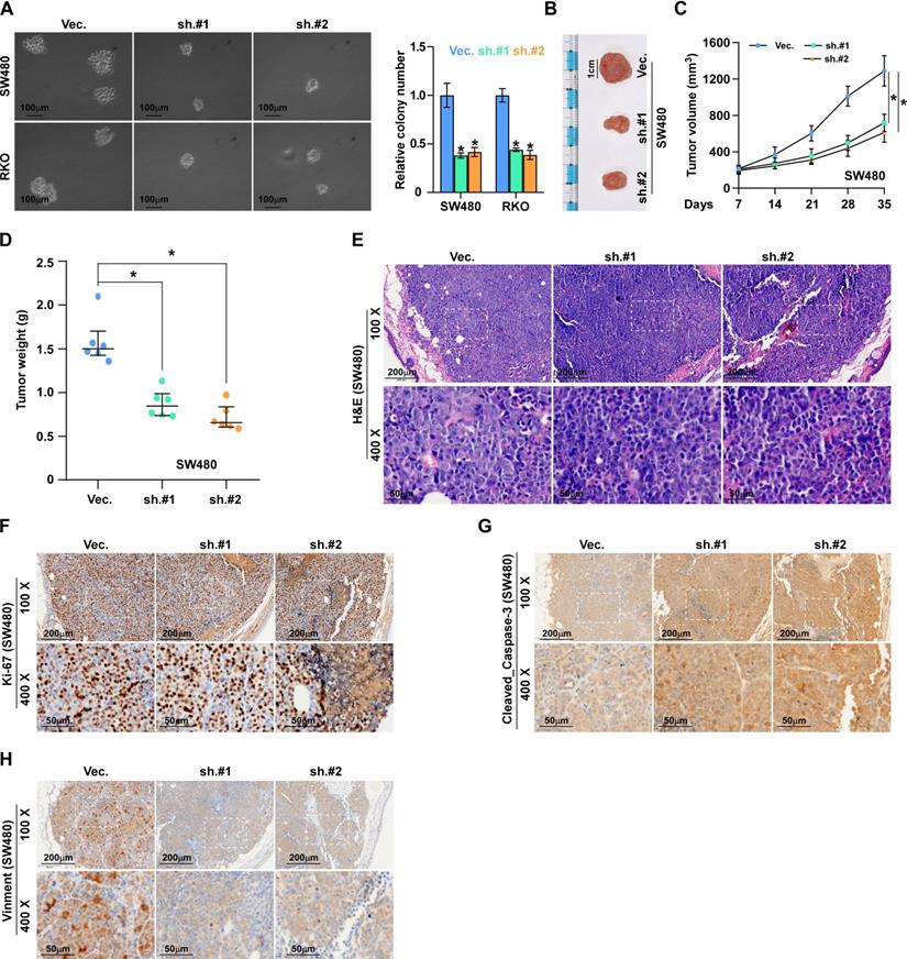 J Cancer Image