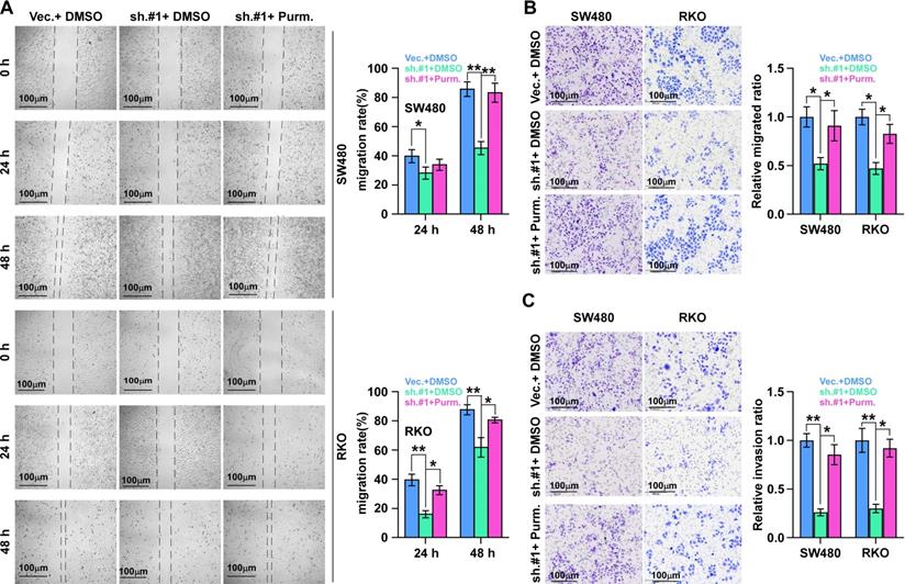 J Cancer Image