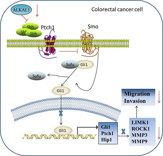 J Cancer Image