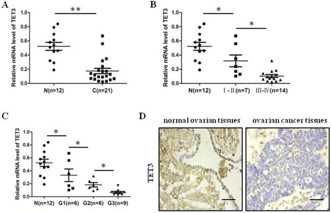 J Cancer Image