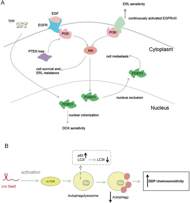 J Cancer Image