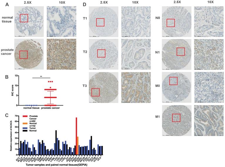 J Cancer Image