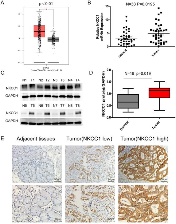 J Cancer Image