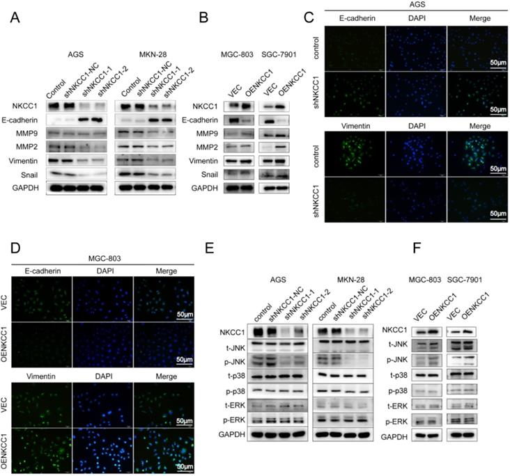 J Cancer Image