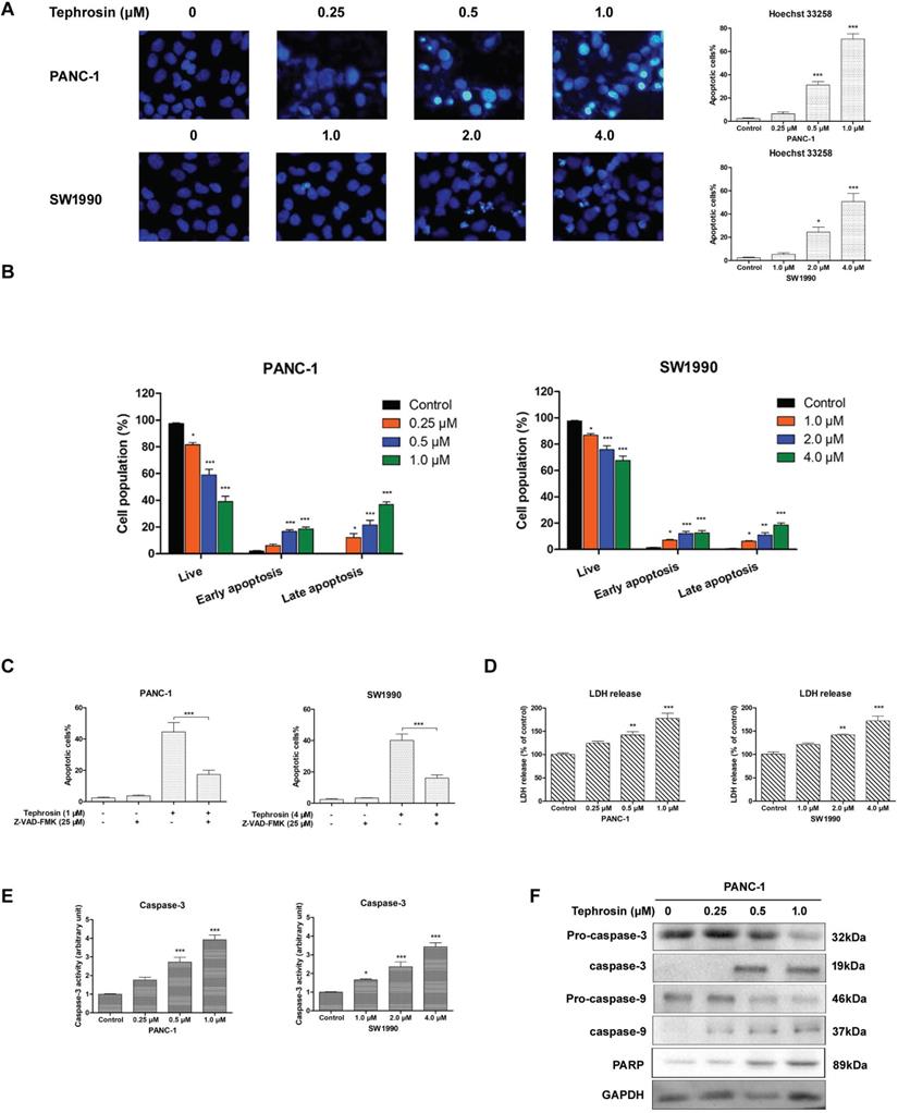 J Cancer Image