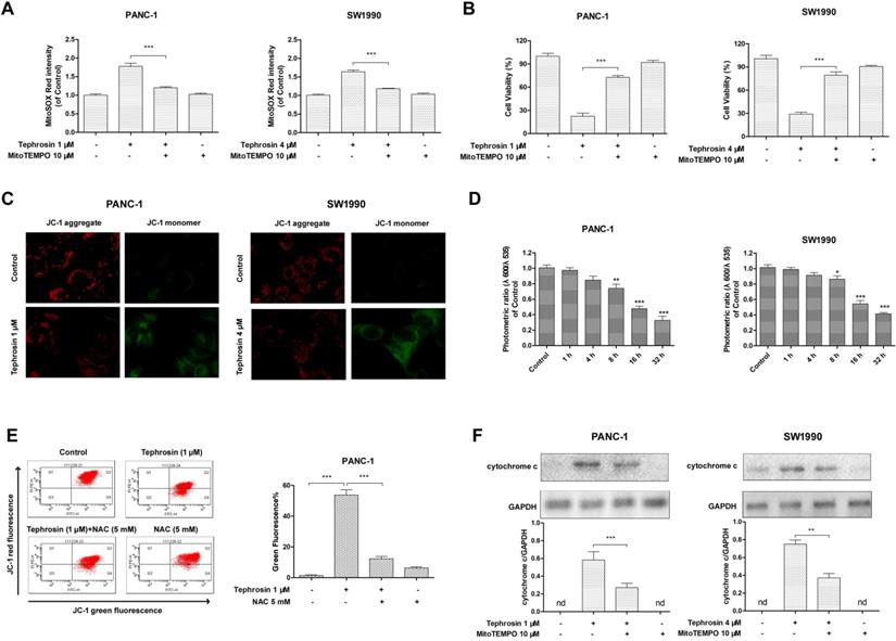 J Cancer Image