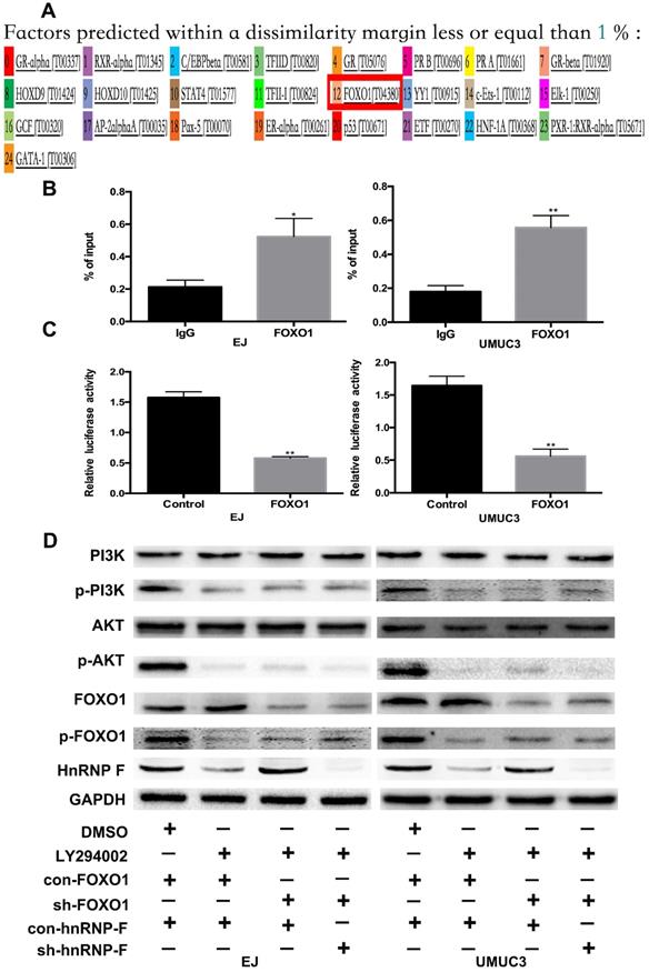 J Cancer Image