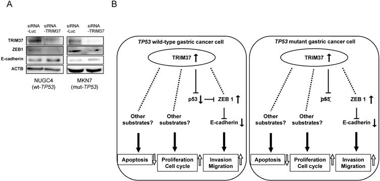 J Cancer Image